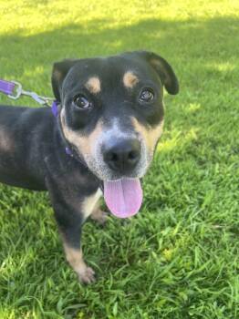 Rescue Rottweiler and Mixed Breed Dogs for Adoption in Burlington, New Jersey - Semi | PetCurious