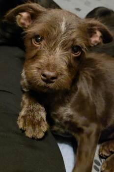 Standard Schnauzer and Terrier Dogs Available for Adoption in Kalamazoo, Michigan - Calypso - In Foster | PetCurious