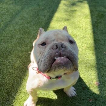 Rain -  English Bulldog Dog for Adoption in Los Angeles, California - Rain | PetCurious