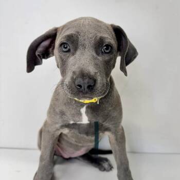 Jean Gray -  Mixed Breed Dog for Adoption in Saint Charles, Missouri - Jean Gray | PetCurious