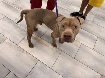 FABRIZIO -  Pit Bull Terrier and Mixed Breed Dog for Adoption in Charlotte, North Carolina - FABRIZIO | PetCurious