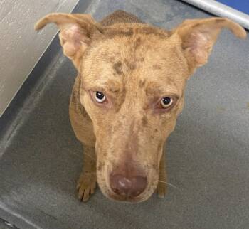 Rescue Shepherd Dogs for Adoption in Roanoke, Virginia - Torpedo | PetCurious