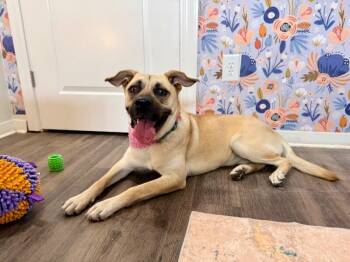 Labrador Retriever and Black Mouth Cur Dogs Available for Adoption in Friendswood, Texas - Penny Love The Easy Going Lovebug | PetCurious