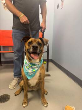 Maya -  Terrier Dog for Adoption in Zanesville, Ohio - Maya | PetCurious