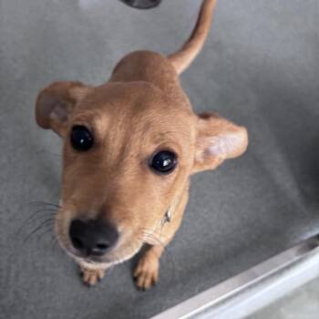 Travis Stoll -  Mixed Breed Dog for Adoption in Fredericksburg, Virginia - Travis Stoll | PetCurious