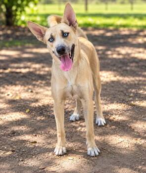 Canela - WA -  German Shepherd Dog Dog for Adoption in Magnolia, Texas - Canela - WA | PetCurious