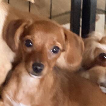 Blossom -  Chihuahua and Mixed Breed Dog for Adoption in Sacramento, California - Blossom | PetCurious