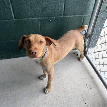 Minion Business -  Jack Russell Terrier and Mixed Breed Dog for Adoption in Carencro, Louisiana - Minion Business | PetCurious
