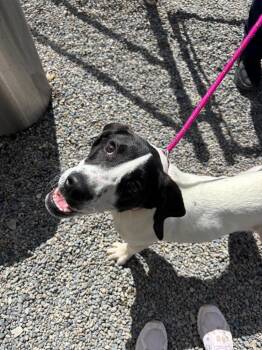 Mixed Breed Dogs Available for Adoption in Liverpool, New York - Snoopy | PetCurious