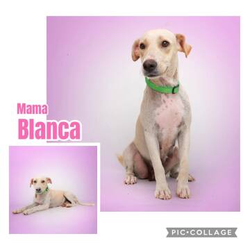 Mama Blanca -  Labrador Retriever Dog for Adoption in Ringwood, New Jersey - Mama Blanca | PetCurious