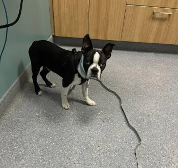 Boston Terrier Dogs Available for Adoption in Maryville, Tennessee - Daniel Lucas A.k.a. Danny - 4241 GA | PetCurious