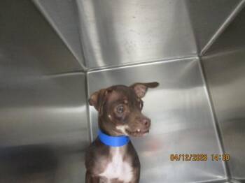 Chihuahua Dogs Available for Adoption in Marietta, Georgia - Teddy(304) | PetCurious