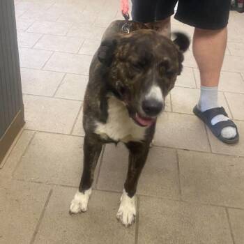 Mixed Breed Dogs Available for Adoption in Huntington, West Virginia - Eurydice Stray Hold 5/17 | PetCurious