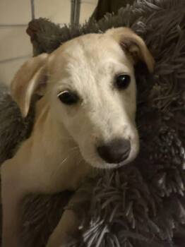 Labrador Retriever and Terrier Dogs Available for Adoption in San Diego, California - Carp | PetCurious