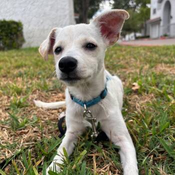 Dobby -  Labrador Retriever Dog for Adoption in Dallas, Texas - Dobby | PetCurious