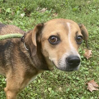 Coffee Bean -  Beagle and Terrier Dog for Adoption in Spencer, Indiana - Coffee Bean | PetCurious