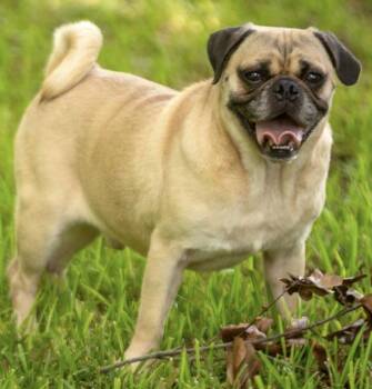 Gomez -  Pug Dog for Adoption in Logan, Utah - Gomez | PetCurious