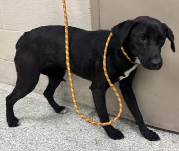 Pit Bull Terrier and Mixed Breed Dogs Available for Adoption - A425178 | PetCurious