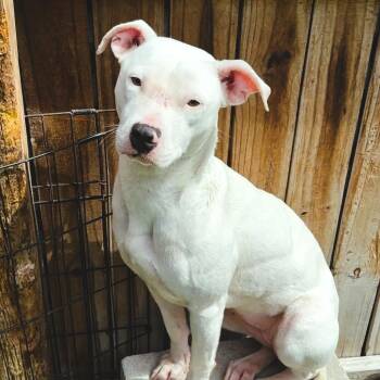 Pit Bull Terrier Dogs Available for Adoption in Largo, Florida - LAYLA | PetCurious