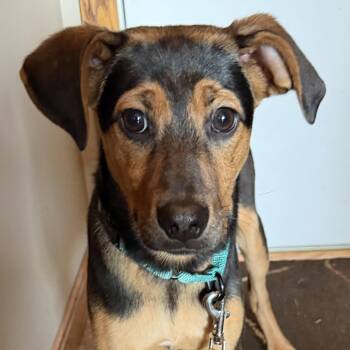 Beagle and German Shepherd Dog Dogs Available for Adoption in Grafton, Ohio - Moonstone | PetCurious