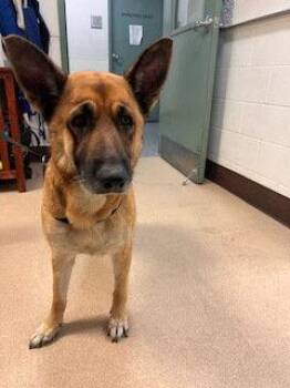 German Shepherd Dog Dogs Available for Adoption - Fern | PetCurious