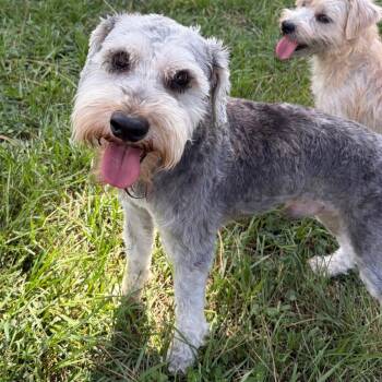 Archie Gray -  Schnauzer Dog for Adoption in Houston, Texas - Archie Gray | PetCurious