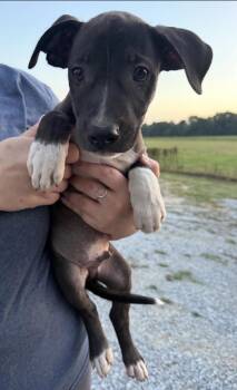 Dumpling -  Catahoula Leopard Dog and Chocolate Labrador Retriever Dog for Adoption in Mount Laurel Township, New Jersey - Dumpling | PetCurious