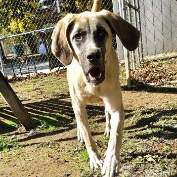 Rescue Mastiff Dogs for Adoption in Athens, Alabama - Mikko | PetCurious