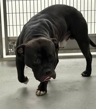 Staffordshire Bull Terrier Dogs Available for Adoption in Ontario, California - A008920 | PetCurious