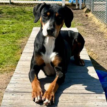 Rescue Black And Tan Coonhound and Greater Swiss Mountain Dog Dogs for Adoption in Richmond, Maine - Odette | PetCurious