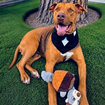 Moose -  Doberman Pinscher and Pit Bull Terrier Dog for Adoption in Toronto, Ontario - Moose | PetCurious
