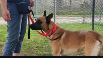 Rescue Belgian Shepherd Malinois Dogs for Adoption in Imlay City, Michigan - Loki | PetCurious