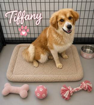 Great Pyrenees Dogs Available for Adoption in Momence, Illinois - Tiffany | PetCurious
