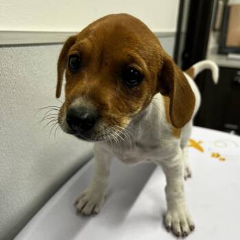 Jack Russell Terrier Dogs Available for Adoption in Tampa, Florida - Harper | PetCurious