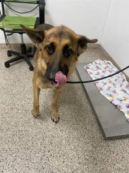 Kitty Hawk -  German Shepherd Dog Dog for Adoption in Vancouver, Washington - Kitty Hawk | PetCurious