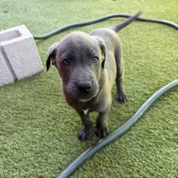 Mixed Breed Dogs Available for Adoption - Cheese 6029 | PetCurious