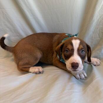 Dubai -  Mixed Breed Dog for Adoption in Canal Winchester, Ohio - Dubai | PetCurious