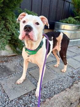 Spot (Actual) -  Mixed Breed Dog for Adoption in Cincinnati, Ohio - Spot (Actual) | PetCurious