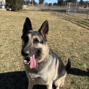 Nemo -  German Shepherd Dog Dog for Adoption in Pilot Point, Texas - Nemo | PetCurious