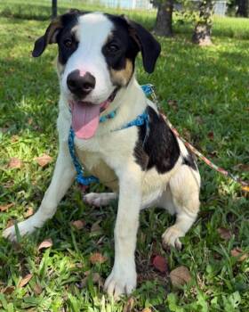 Osito -  Bernese Mountain Dog Dog for Adoption in Houston, Texas - Osito | PetCurious