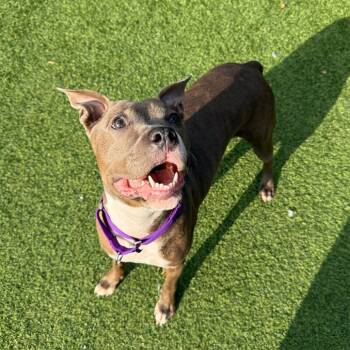 Rescue Mixed Breed Dogs for Adoption in Pittsburgh, Pennsylvania - Feisty | PetCurious