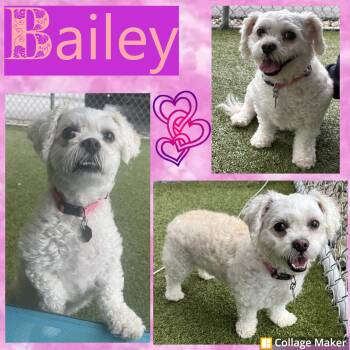Bailey -  Shih Tzu and Maltese Dog for Adoption in Clearfield, Pennsylvania - Bailey | PetCurious