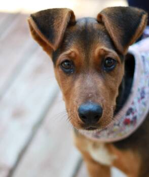 Reba -  Collie and Beagle Dog for Adoption in Skyline, Minnesota - Reba | PetCurious