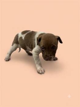 ILLIANA -  Mixed Breed Dog for Adoption in Jacksonville, Florida - ILLIANA | PetCurious