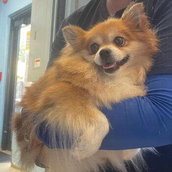 Tilly Tulip 2273 -  Pomeranian Dog for Adoption in Loxahatchee Groves, Florida - Tilly Tulip 2273 | PetCurious