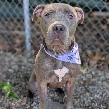 Bridget -  Mixed Breed Dog for Adoption in West Olive, Michigan - Bridget | PetCurious