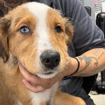 Liddy -  Mixed Breed Dog for Adoption in Saint Joseph, Missouri - Liddy | PetCurious