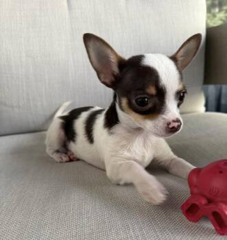 Casanova -  Chihuahua Dog for Adoption in Wake Forest, North Carolina - Casanova | PetCurious