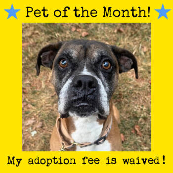 Rescue Boxer Dogs for Adoption in Lynchburg, Virginia - Sunny | PetCurious