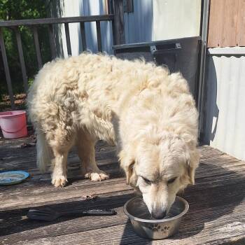 Great Pyrenees Dogs Available for Adoption in Evensville, Tennessee - Shortstack | PetCurious